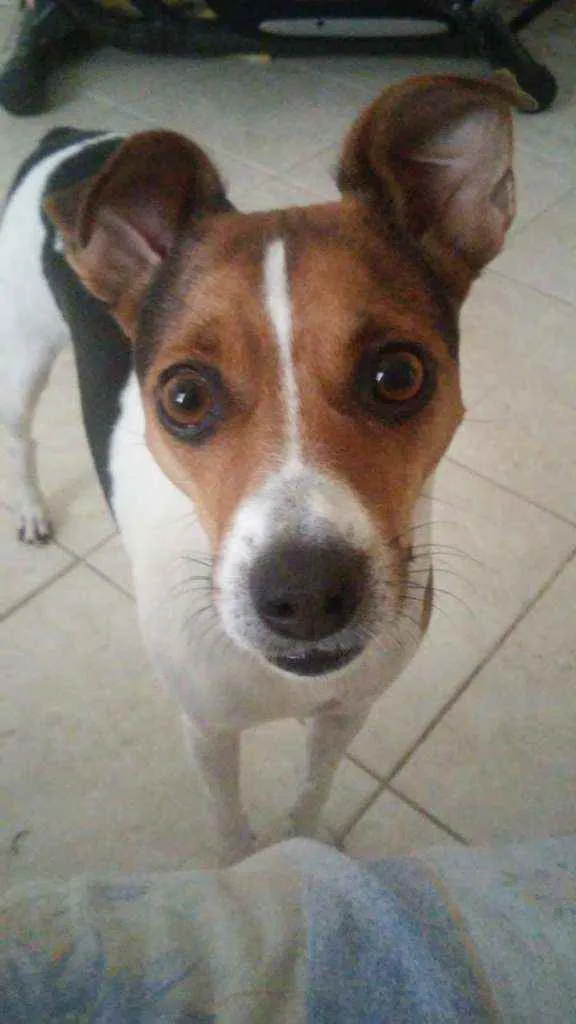 Cachorro ra a Fox Paulistinha idade 4 anos nome Cacau