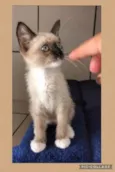 Gato raça Srd idade Abaixo de 2 meses nome Lui