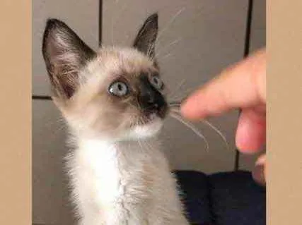Gato raça Srd idade Abaixo de 2 meses nome Lui