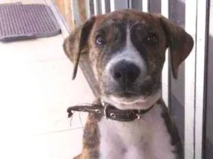 Cachorro raça SRD idade 2 a 6 meses nome Plutão