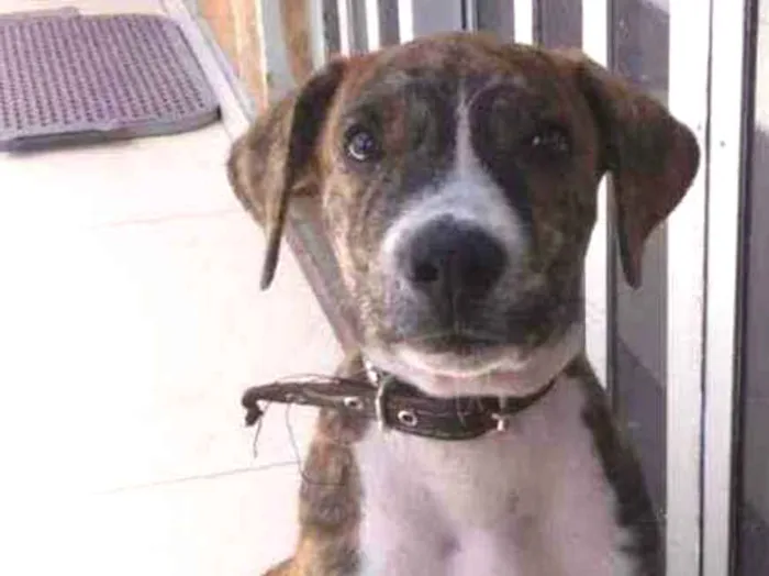 Cachorro ra a SRD idade 2 a 6 meses nome Plutão