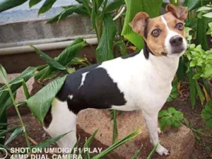 Cachorro raça Fox Paulistinha idade 4 anos nome Cacau