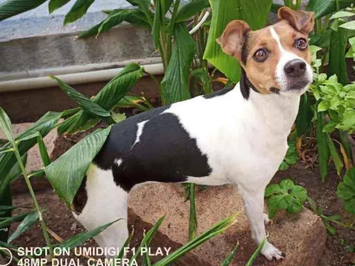 Cachorro ra a Fox Paulistinha idade 4 anos nome Cacau