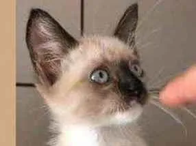 Gato raça Srd idade Abaixo de 2 meses nome Lui