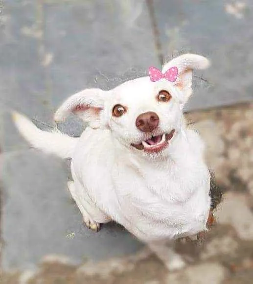 Cachorro ra a Srd idade 2 anos nome Emy