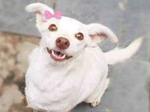 Cachorro raça Srd idade 2 anos nome Emy