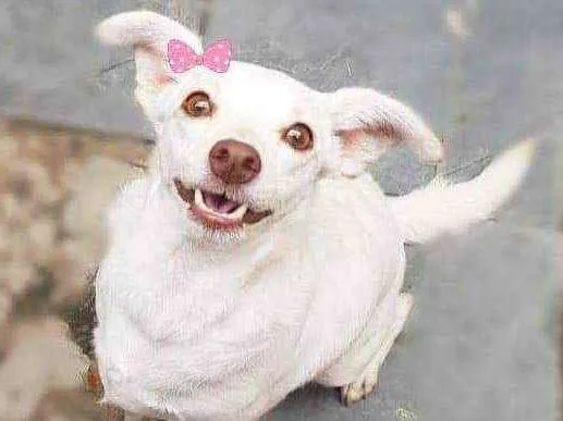 Cachorro ra a Srd idade 2 anos nome Emy