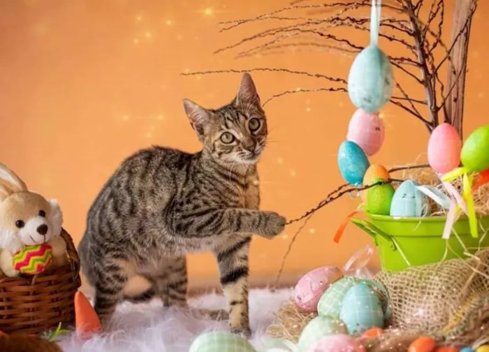 Gato ra a SRD-ViraLata idade 2 a 6 meses nome Três machinhos