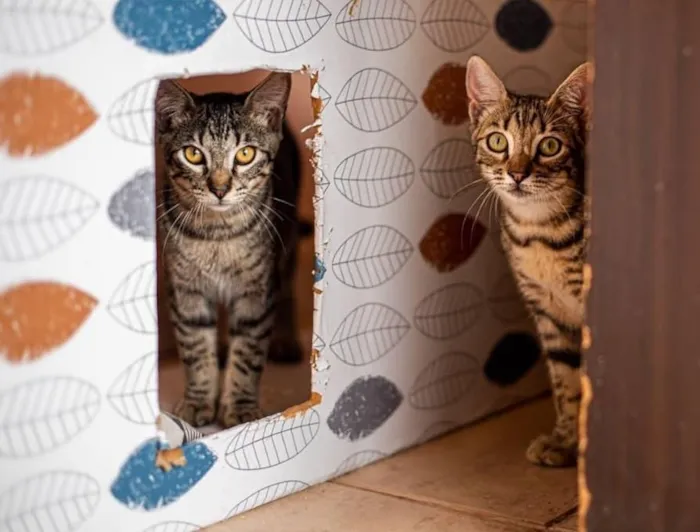 Gato ra a SRD-ViraLata idade 2 a 6 meses nome Três machinhos