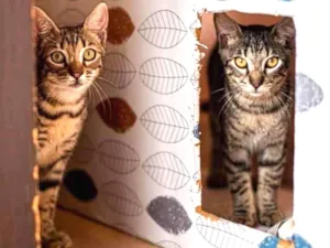Gato raça SRD-ViraLata idade 2 a 6 meses nome Três machinhos