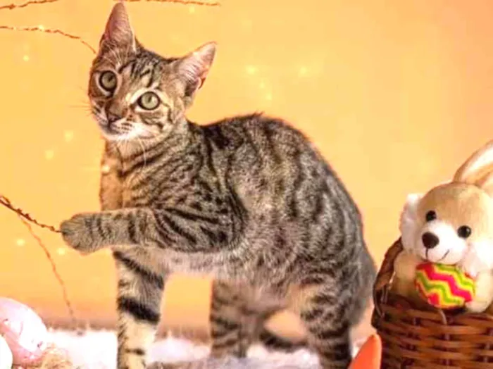Gato ra a SRD-ViraLata idade 2 a 6 meses nome Três machinhos