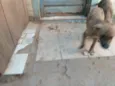 Tigrada