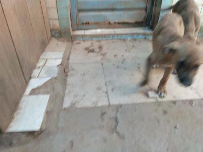 Cachorro ra a Dogue Argentino e Vira lata idade 2 a 6 meses nome Tigrada