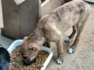 Cachorro raça Dogue Argentino e Vira lata idade 2 a 6 meses nome Tigrada