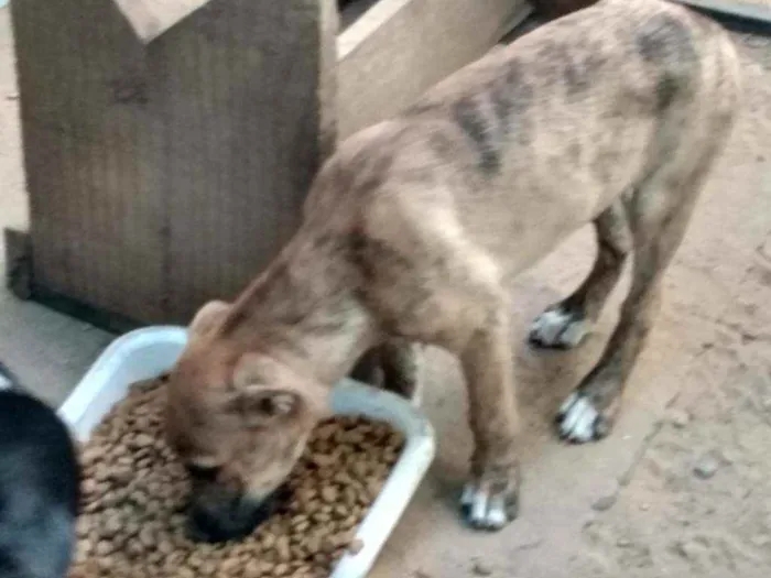 Cachorro ra a Dogue Argentino e Vira lata idade 2 a 6 meses nome Tigrada