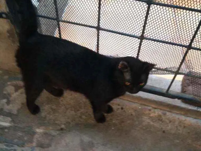 Gato ra a SRD idade 1 ano nome Bela