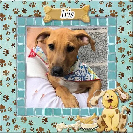 Cachorro raça SRD-ViraLata idade 2 a 6 meses nome Iris