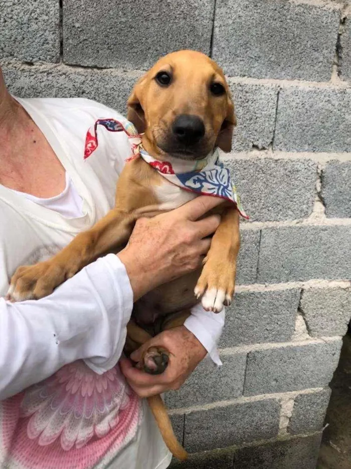 Cachorro raça SRD-ViraLata idade 2 a 6 meses nome Iris