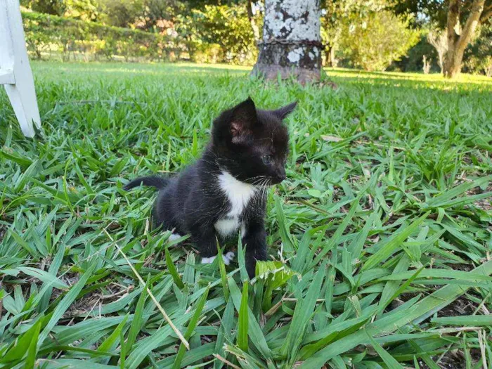 Gato ra a Desconhecido  idade Abaixo de 2 meses nome Nala