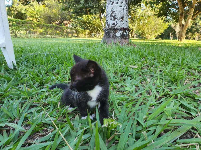 Gato ra a Desconhecido  idade Abaixo de 2 meses nome Nala