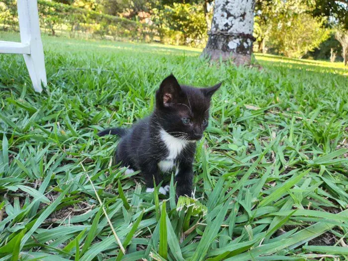 Gato ra a Desconhecido  idade Abaixo de 2 meses nome Nala