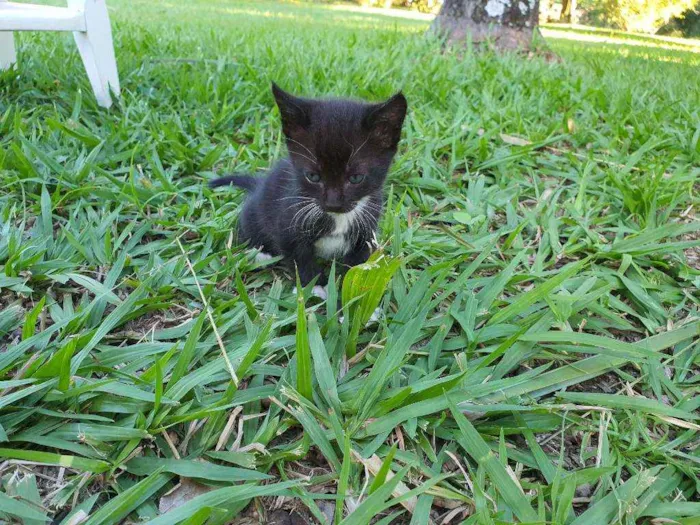 Gato ra a Desconhecido  idade Abaixo de 2 meses nome Nala