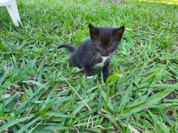 Gato ra a Desconhecido  idade Abaixo de 2 meses nome Nala