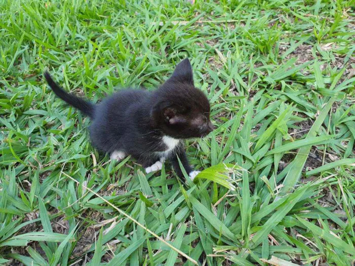 Gato ra a Desconhecido  idade Abaixo de 2 meses nome Nala