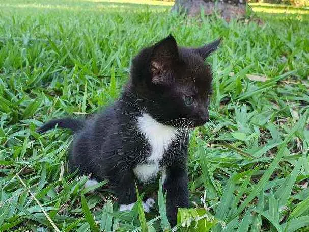 Gato ra a Desconhecido  idade Abaixo de 2 meses nome Nala