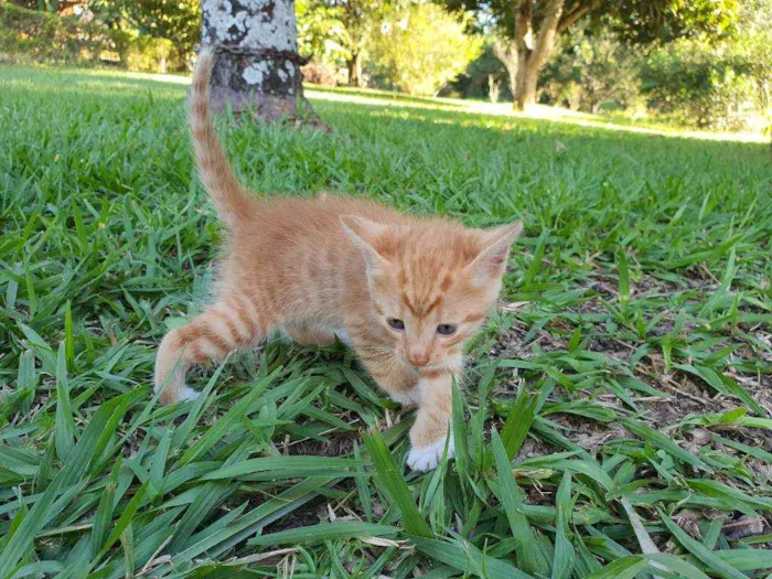 Gato ra a Desconhecido  idade Abaixo de 2 meses nome Caramelo