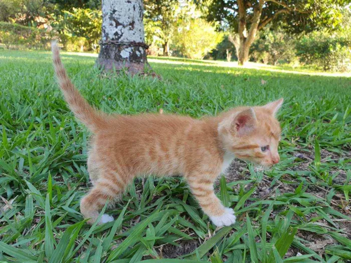 Gato ra a Desconhecido  idade Abaixo de 2 meses nome Caramelo
