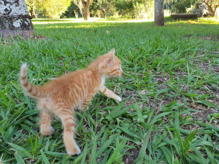 Gato ra a Desconhecido  idade Abaixo de 2 meses nome Caramelo