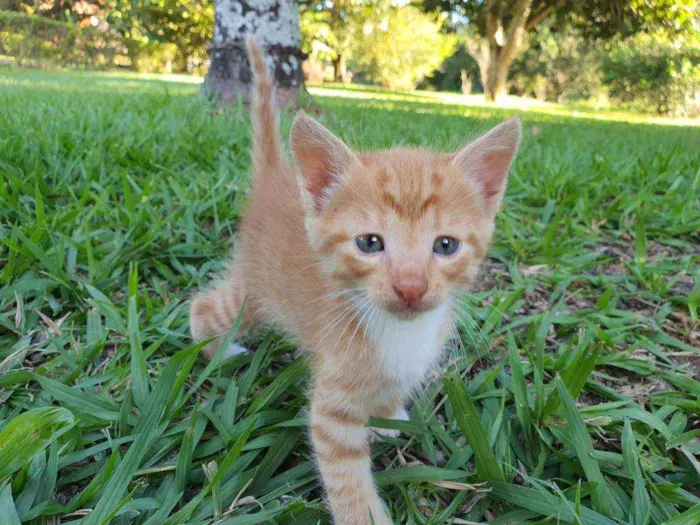 Gato ra a Desconhecido  idade Abaixo de 2 meses nome Caramelo