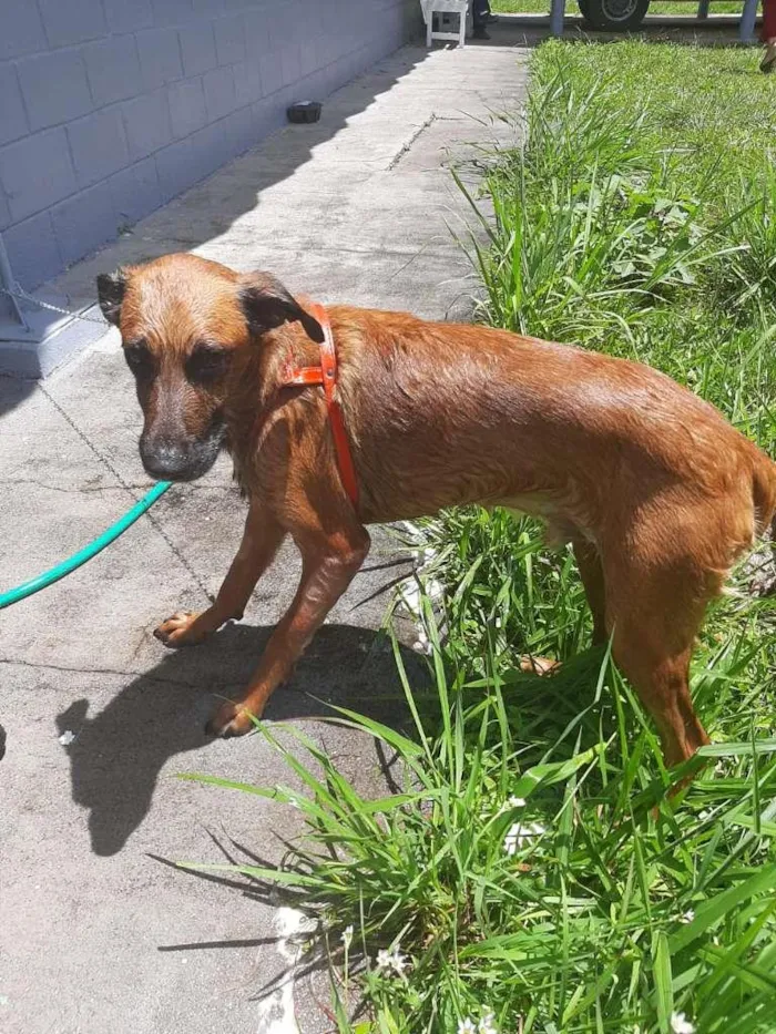 Cachorro ra a SRD-ViraLata idade 3 anos nome GUARÁ