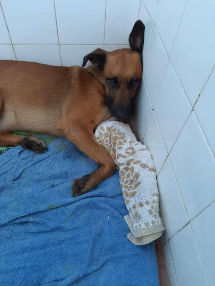 Cachorro ra a SRD-ViraLata idade 3 anos nome GUARÁ