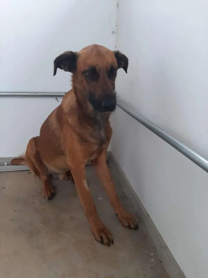 Cachorro ra a SRD-ViraLata idade 3 anos nome GUARÁ