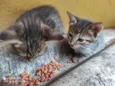3 Gatos