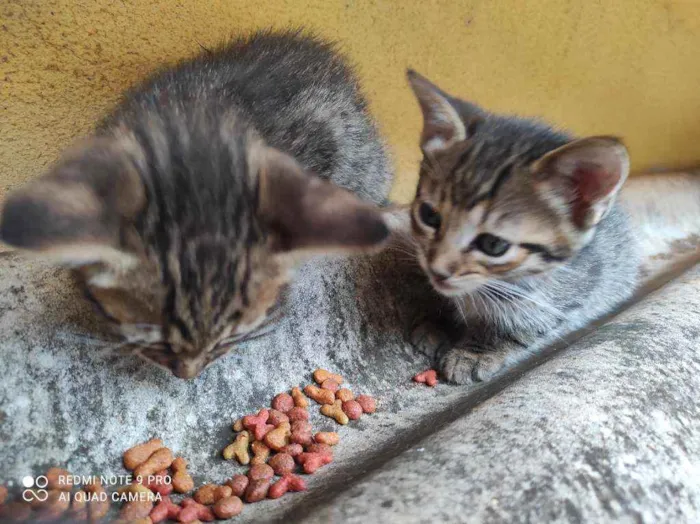 Gato ra a  idade Abaixo de 2 meses nome 3 Gatos