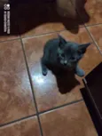 3 Gatos
