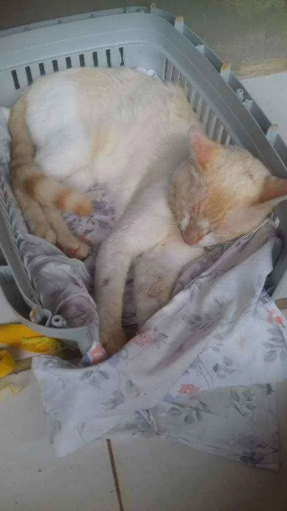 Gato raça  idade 1 ano nome Sem nome