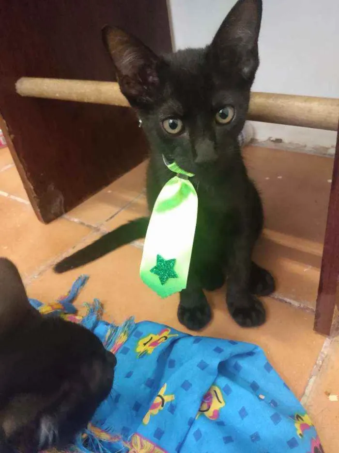Gato raça Srd idade 2 a 6 meses nome Cosme