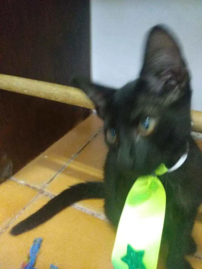 Gato raça Srd idade 2 a 6 meses nome Cosme