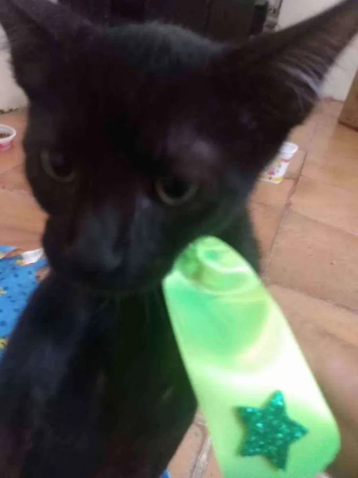 Gato raça Srd idade 2 a 6 meses nome Cosme