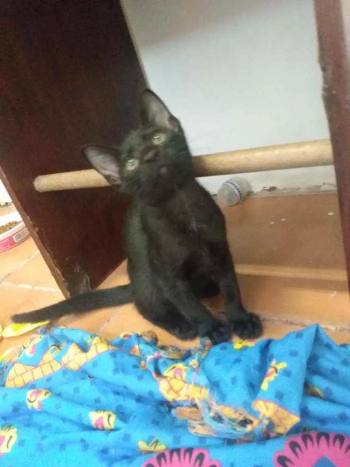 Gato raça Srd idade 2 a 6 meses nome Damião