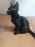 Damião