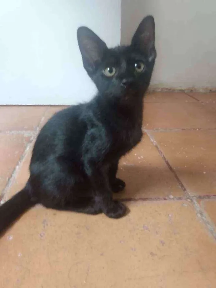 Gato raça Srd idade 2 a 6 meses nome Damião