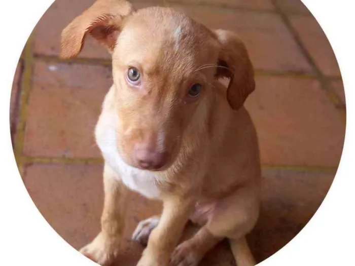 Cachorro raça Misturado  idade 2 a 6 meses nome Hobby 