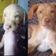 Cachorro raça Misturado  idade 2 a 6 meses nome Hobby 