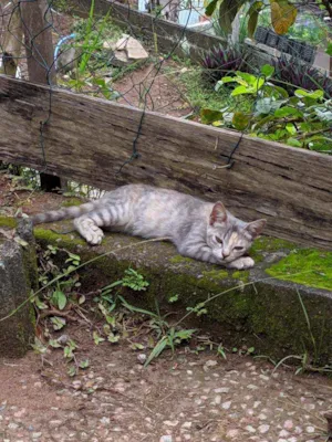 Gato raça  idade 2 a 6 meses nome Sem nome