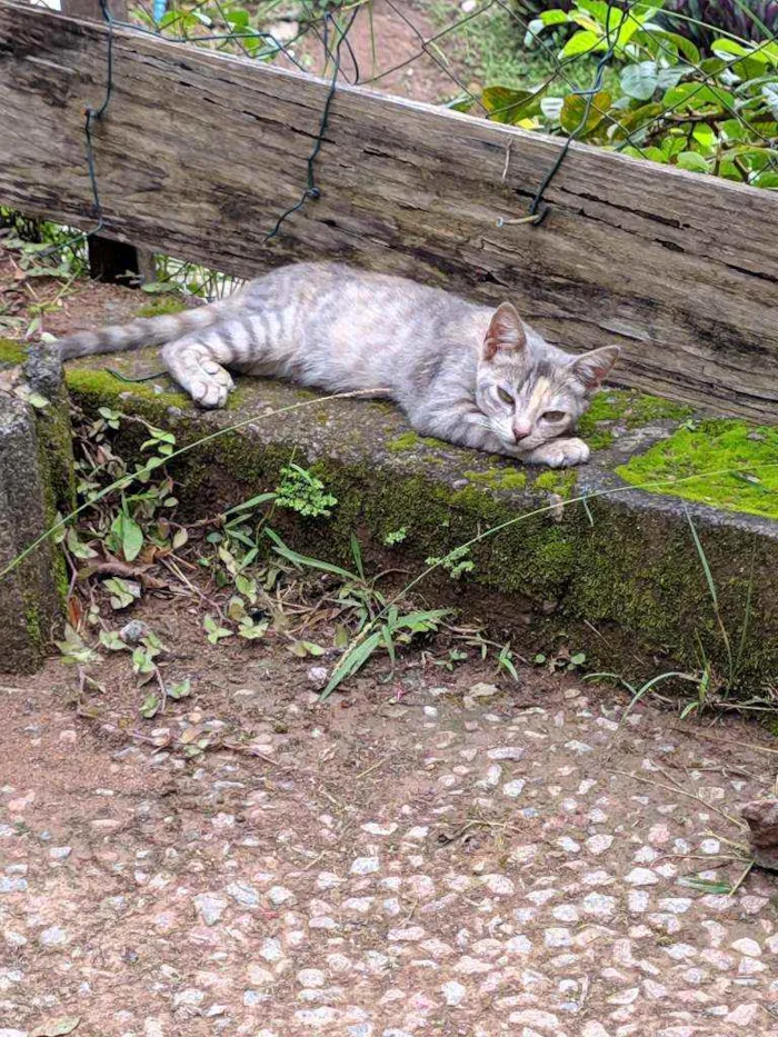 Gato ra a  idade 2 a 6 meses nome Sem nome